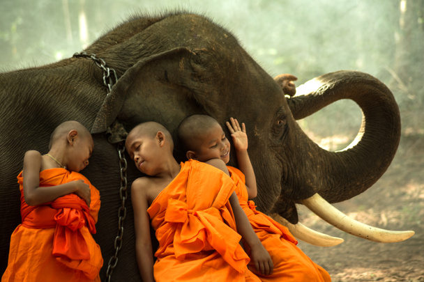 Novice moines bonheur avec éléphant
  - Photo, image