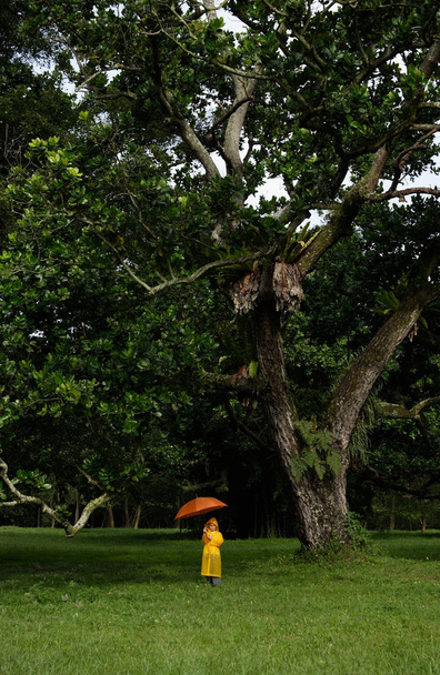 young boy holding orange umbrella - Foto, Imagen