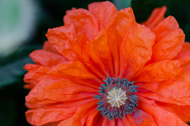 Red poppy close macro shot flower papaver rhoeas - Foto, immagini