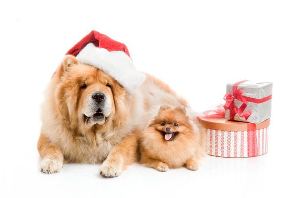 Chow-Chow punaisessa joulupukin hatussa ja sylkeä, Pomeranian koira lähellä lahjapakkausta
 - Valokuva, kuva