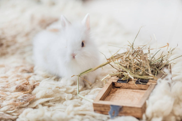 nice white rabbit  - Fotoğraf, Görsel