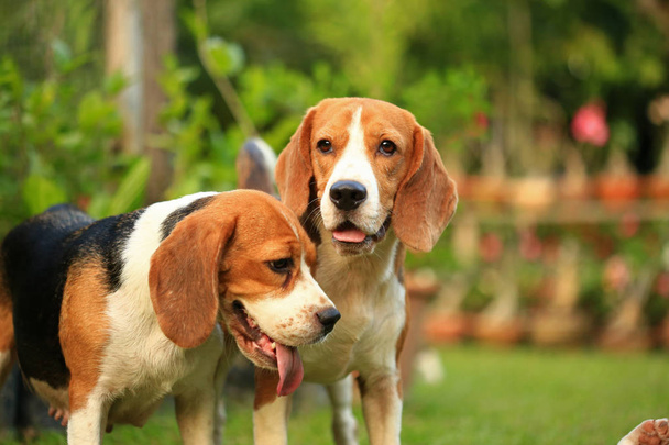  raza de perro beagle sobre un fondo verde natural
 - Foto, imagen