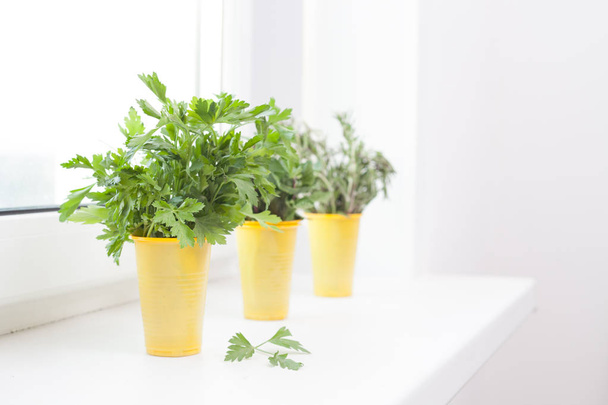 cultivation of plants on the windowsill - Photo, Image