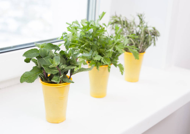 cultivation of plants on the windowsill - Photo, Image