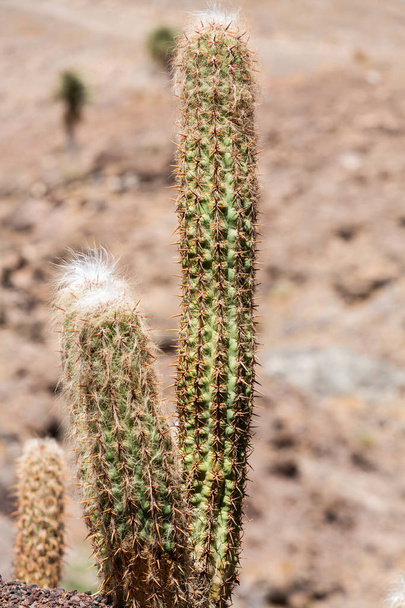 Hermosas plantas de cactus suculentas en el jardín
 - Foto, imagen