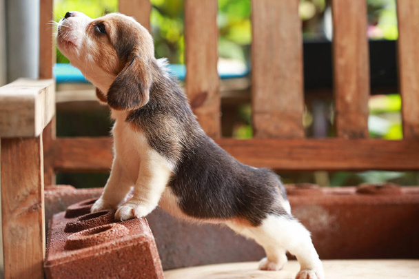 Beagle pentu istua ja leikkiä puinen tuoli
 - Valokuva, kuva