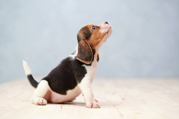 μικρό χαριτωμένο beagle κουτάβι κοιτάζοντας πάνω - Φωτογραφία, εικόνα