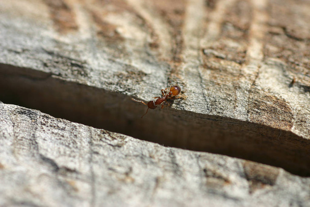 Hormiga frente a un abismo
 - Foto, Imagen