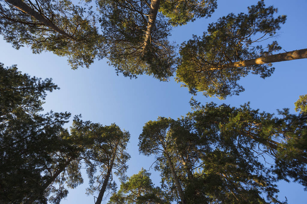 The walk in the autumn pine forest - Foto, Bild