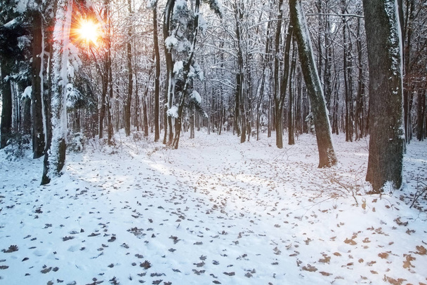 the early winter, winter landscape in snowy forest - Fotoğraf, Görsel