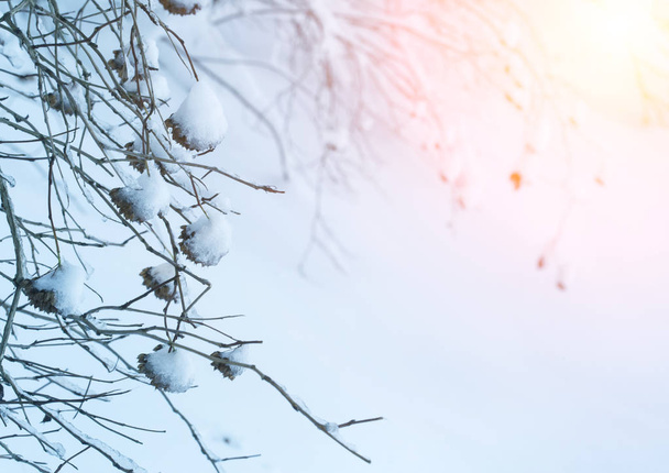 Winter background in warm tones - Fotoğraf, Görsel