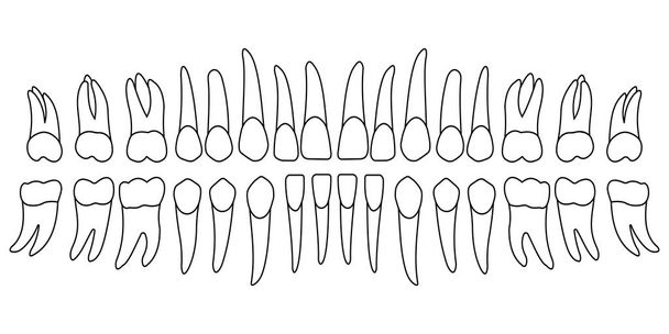 serie di denti umani
 - Vettoriali, immagini