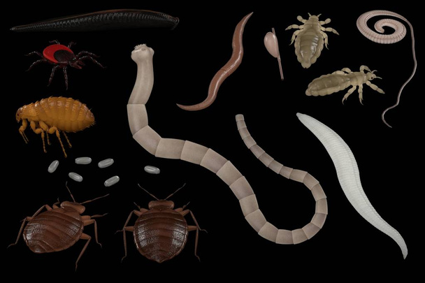 реалістичний 3d візуалізація людських паразитів
 - Фото, зображення