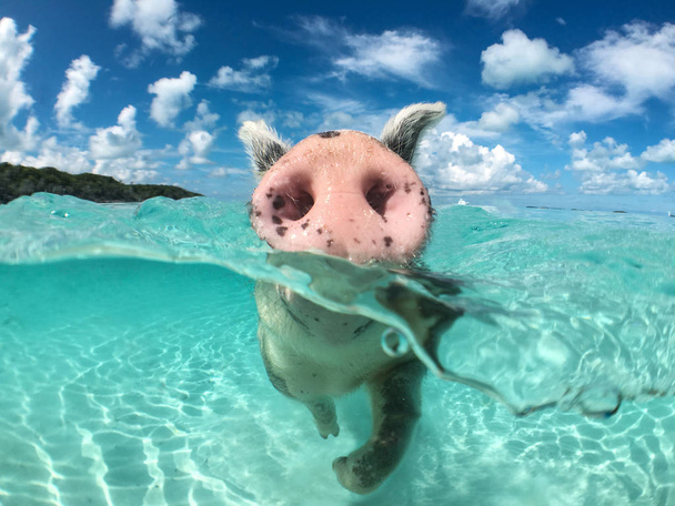 Cerdo salvaje y nadador en Big Majors Cay en Bahamas
 - Foto, imagen