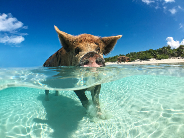 Дикі, купання свиней на великий майорів Cay  - Фото, зображення