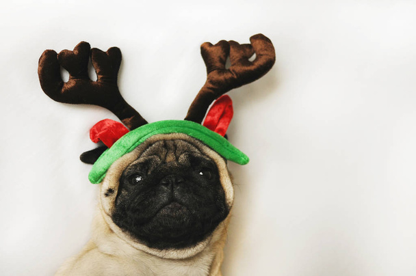 Pug with Christmas horns on white - Foto, Imagen