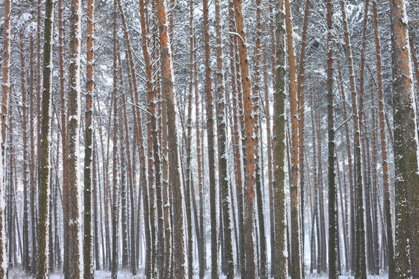 Hóval borított fenyőfák téli erdőben - Fotó, kép