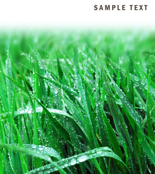 Drops on green grass background. - Фото, изображение