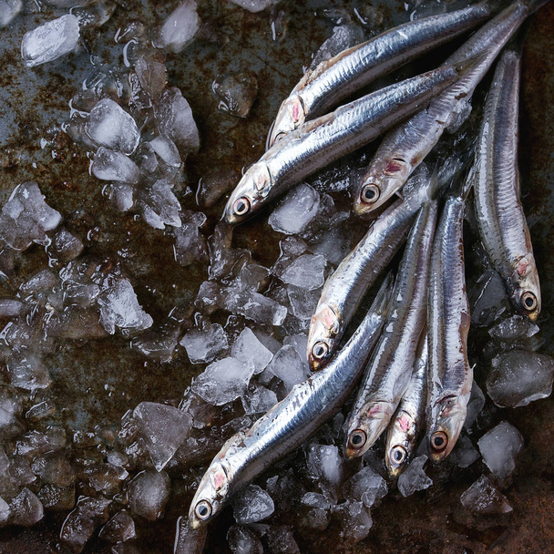 Raw fresh anchovies fishes - Fotografie, Obrázek