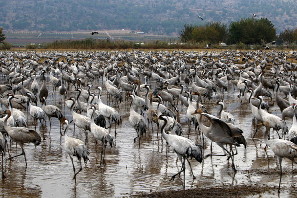 ptaki wędrowne w Sanktuarium ptaków krajowych Hula znajduje się w północnym Izraelu  - Zdjęcie, obraz