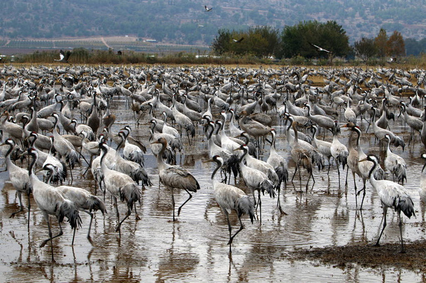 aves migratorias en un santuario nacional de aves Hula se encuentra en el norte de Israel
  - Foto, Imagen