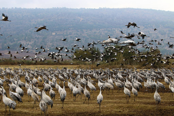 aves migratorias en un santuario nacional de aves Hula se encuentra en el norte de Israel
  - Foto, imagen