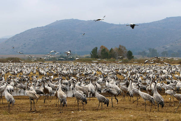 oiseaux migrateurs dans un sanctuaire national d'oiseaux Hula est situé dans le nord d'Israël
  - Photo, image