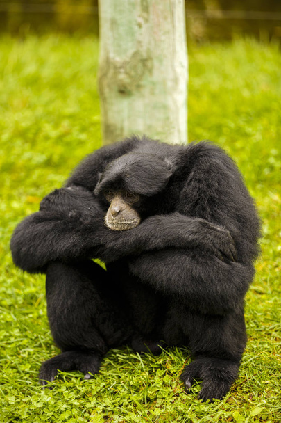 expressieve aap in gevangenschap in de dierentuin - Foto, afbeelding