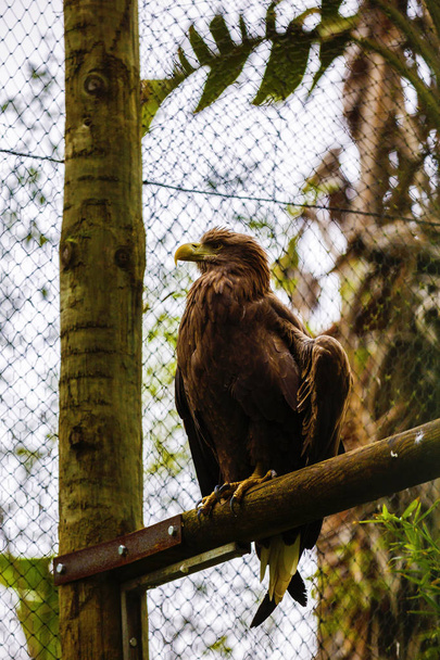 majestátní zlatého orla v zajetí v zoo - Fotografie, Obrázek