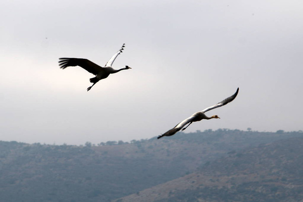 Zugvögel in einem nationalen Vogelschutzgebiet Hula liegt in Nordisrael  - Foto, Bild