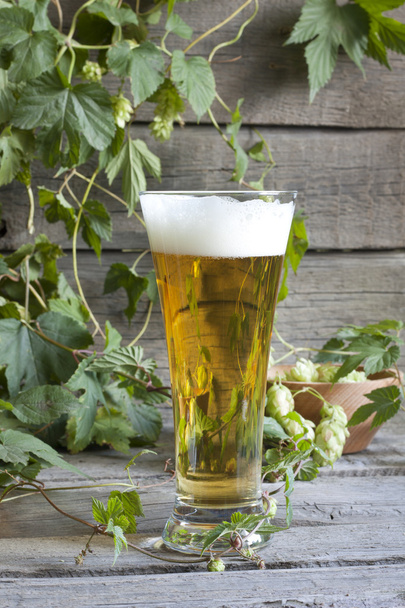 Glass of beer with hop on wooden boards - Foto, imagen