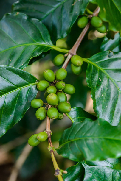 Coffee beans on tree - Photo, Image