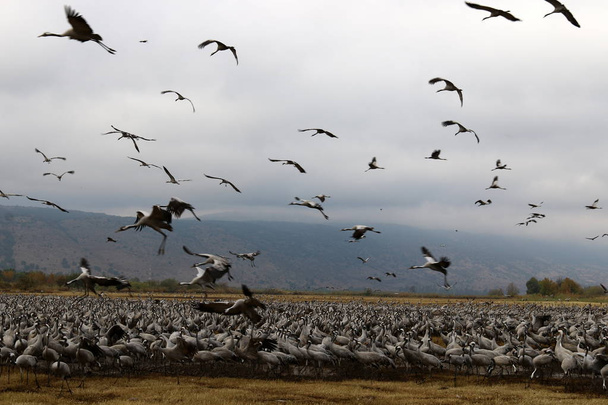 oiseaux migrateurs dans un sanctuaire national d'oiseaux Hula est situé dans le nord d'Israël
  - Photo, image