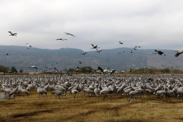aves migratorias en un santuario nacional de aves Hula se encuentra en el norte de Israel
  - Foto, Imagen