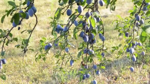 Plum vruchten op een boom - Video