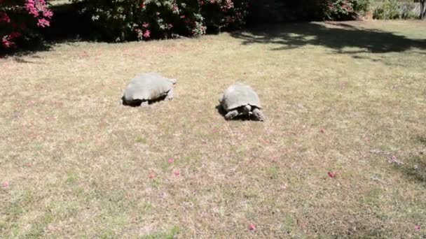 Γιγάντια χελώνα της Αιθιοπίας, Αντίς Αμπέμπα - Πλάνα, βίντεο