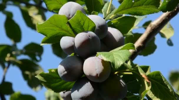 Pflaumenfrüchte auf einem Baum - Filmmaterial, Video