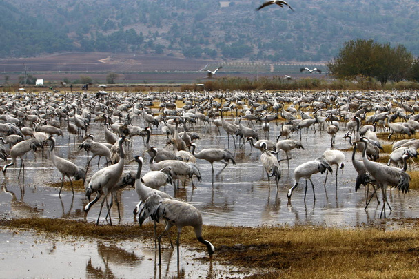 ptaki wędrowne w Sanktuarium ptaków krajowych Hula znajduje się w północnym Izraelu  - Zdjęcie, obraz