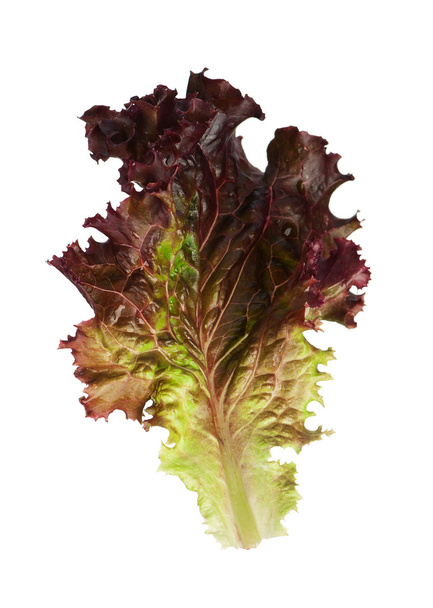 Lettuce leaf - Φωτογραφία, εικόνα