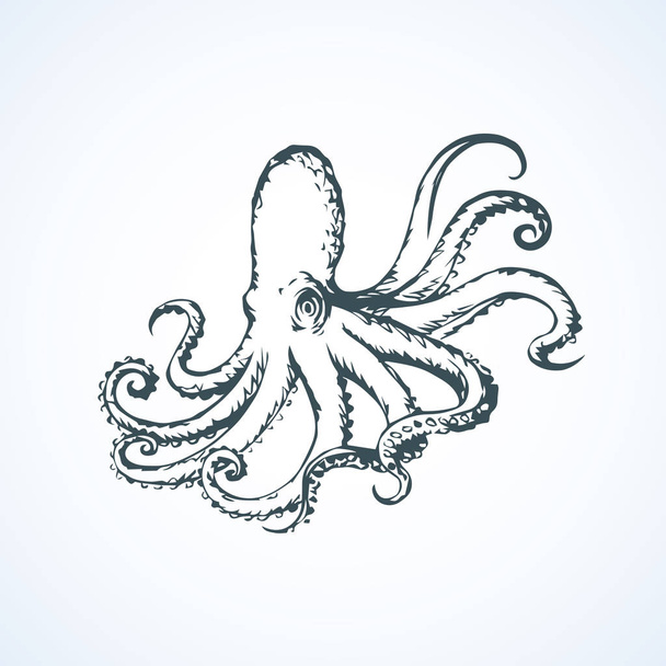  Chobotnice. Vektorové kreslení - Vektor, obrázek