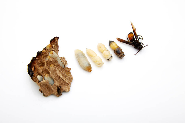 ampiainen (Vespula vulgaris) vespiaarilla, joka on eristetty valkoisella
 - Valokuva, kuva