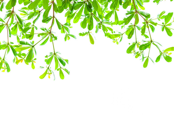 セレクティブ フォーカスと緑の葉の背景 - 写真・画像