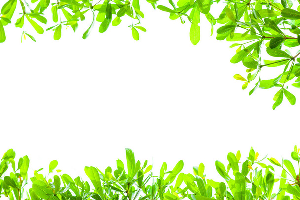 листя зеленого фону з вибірковим фокусом
 - Фото, зображення