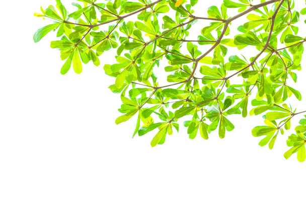 fond vert feuille avec foyer sélectif
 - Photo, image