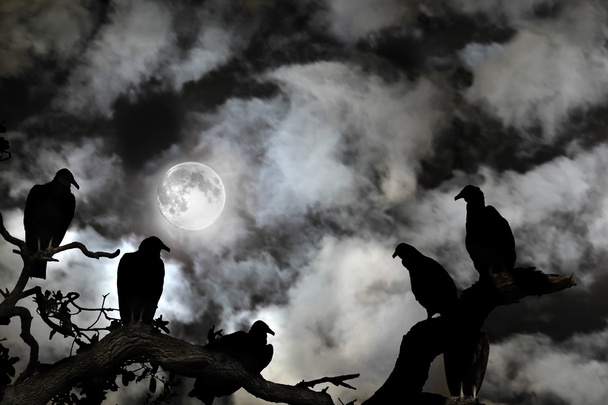 Korppikotkat siluetoituna täysikuuta ja pelottavaa taivasta vasten
 - Valokuva, kuva