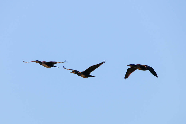 Gran cormorán volando en reserva natural y parque nacional Donana, Andalucía, España
. - Foto, Imagen
