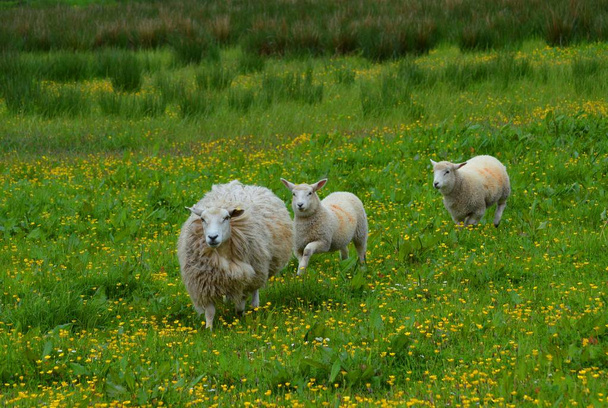 moutons dans le champ - Photo, image