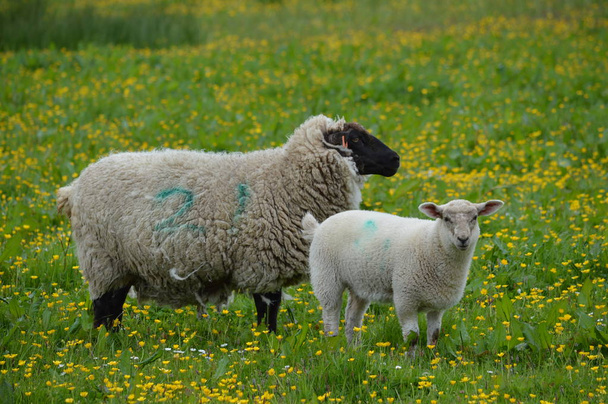 pecore nel campo - Foto, immagini