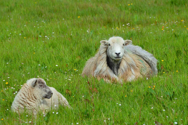 Koyun tarlada - Fotoğraf, Görsel