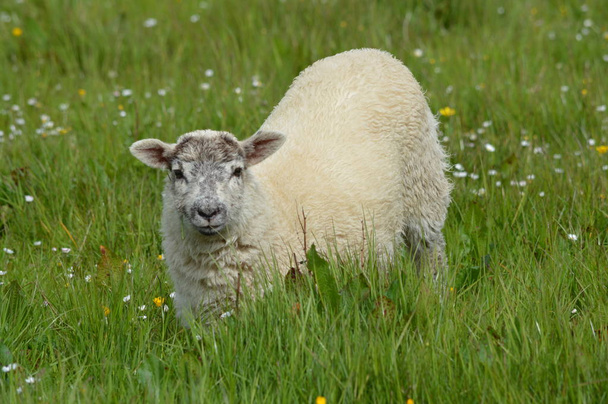 羊の群れが - 写真・画像